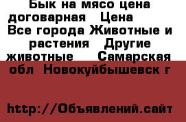 Бык на мясо цена договарная › Цена ­ 300 - Все города Животные и растения » Другие животные   . Самарская обл.,Новокуйбышевск г.